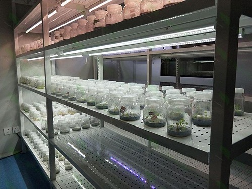 广安植物组织培养实验室设计建设方案